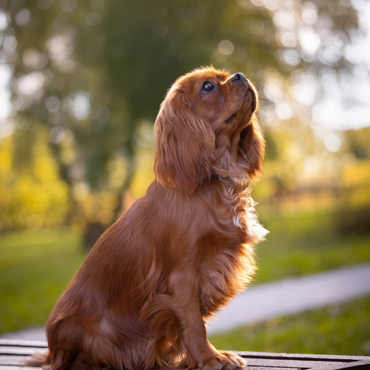 Отзывы. Фотограф Анималист в Перми Анастасия Остерман