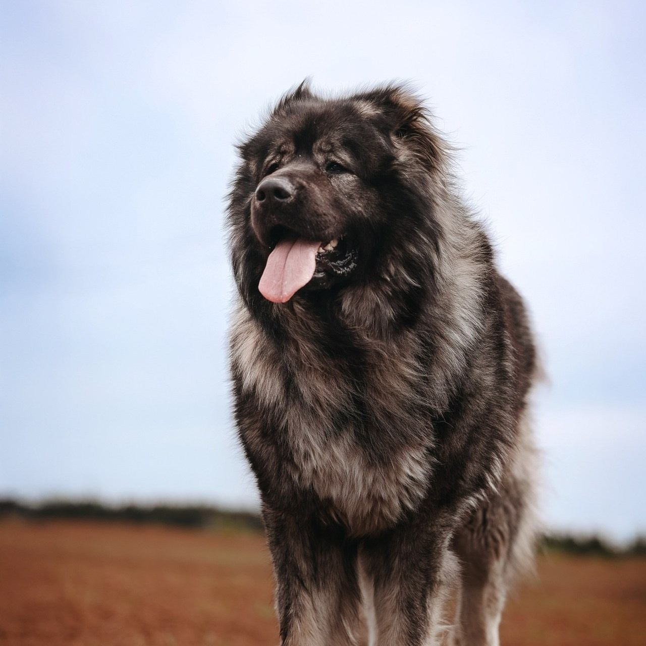 Отзывы. Фотограф Анималист в Перми Анастасия Остерман