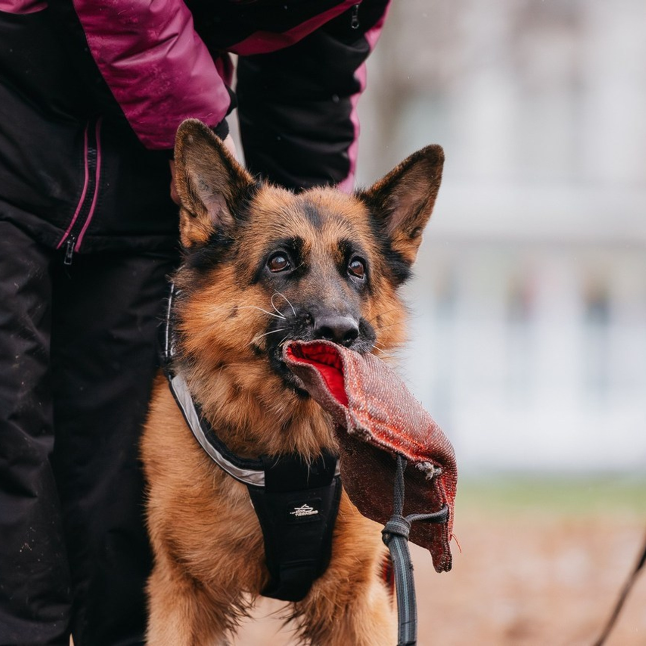 Отзывы. Фотограф Анималист в Перми Анастасия Остерман