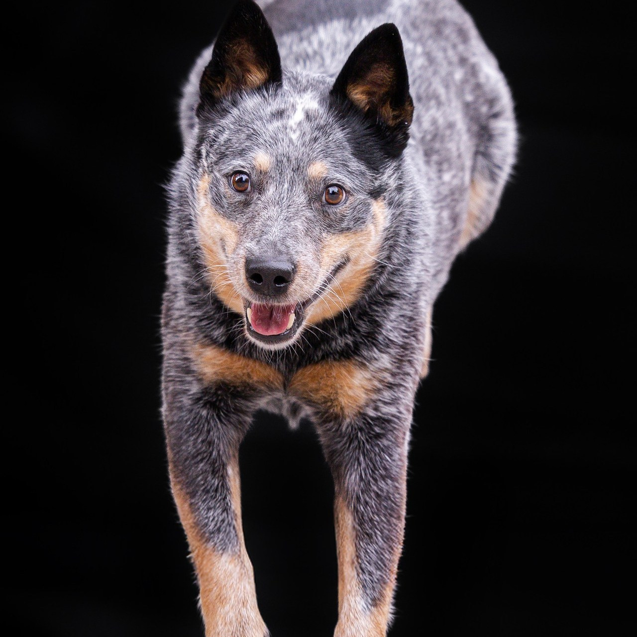 Отзывы. Фотограф Анималист в Перми Анастасия Остерман