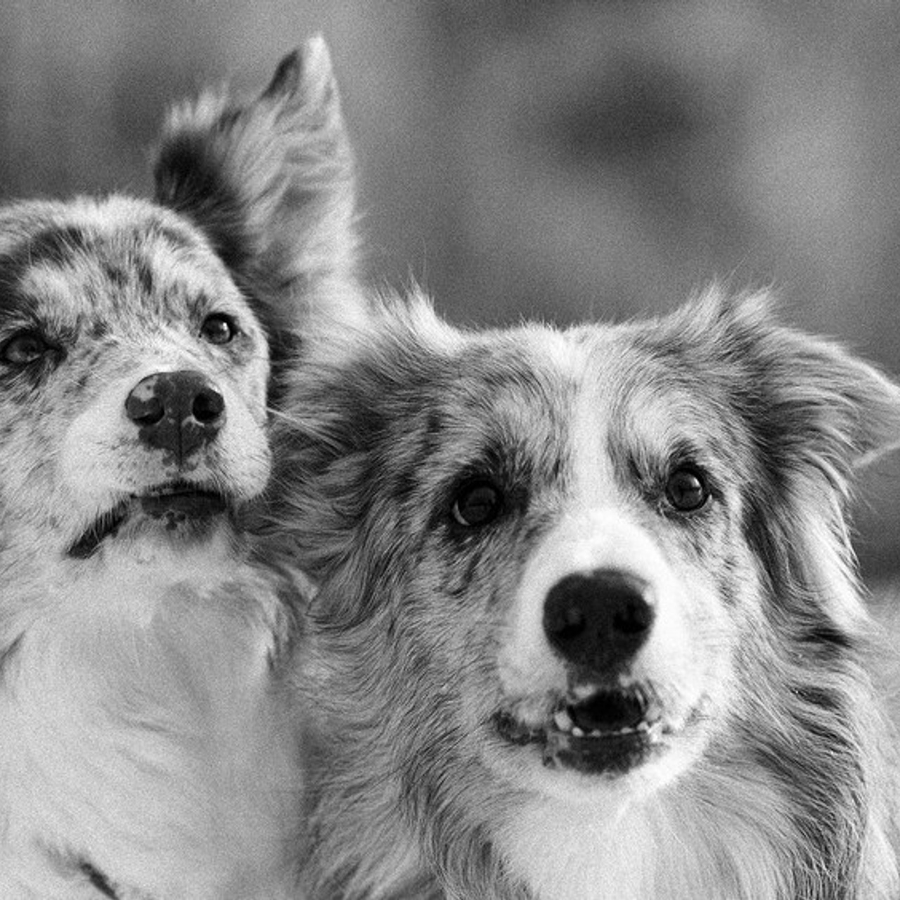 Отзывы. Конный фотограф в Челябинске Стромова Ольга