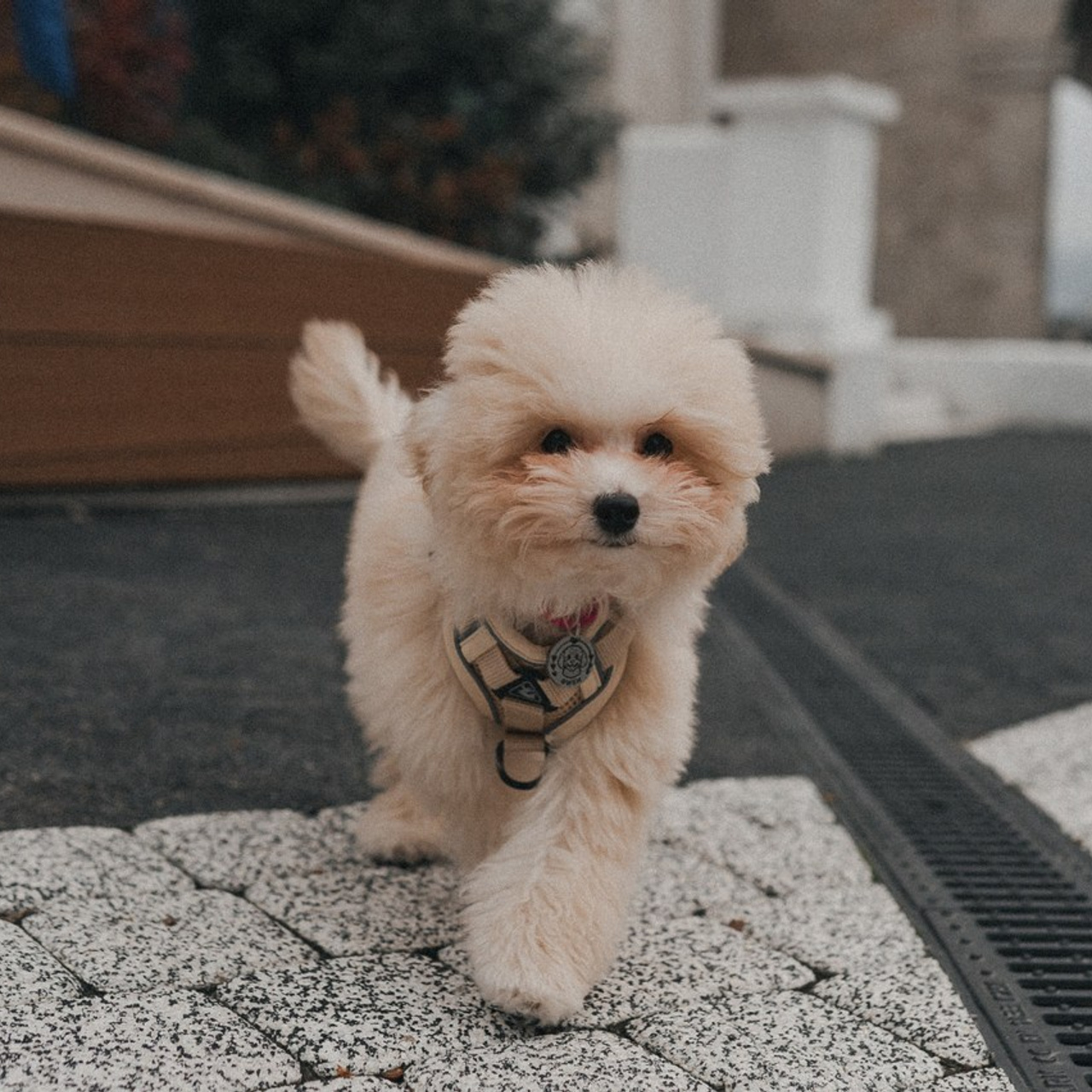 Отзывы. Фотограф Илья Бызов, Свадебный и репортажный фотограф Сочи