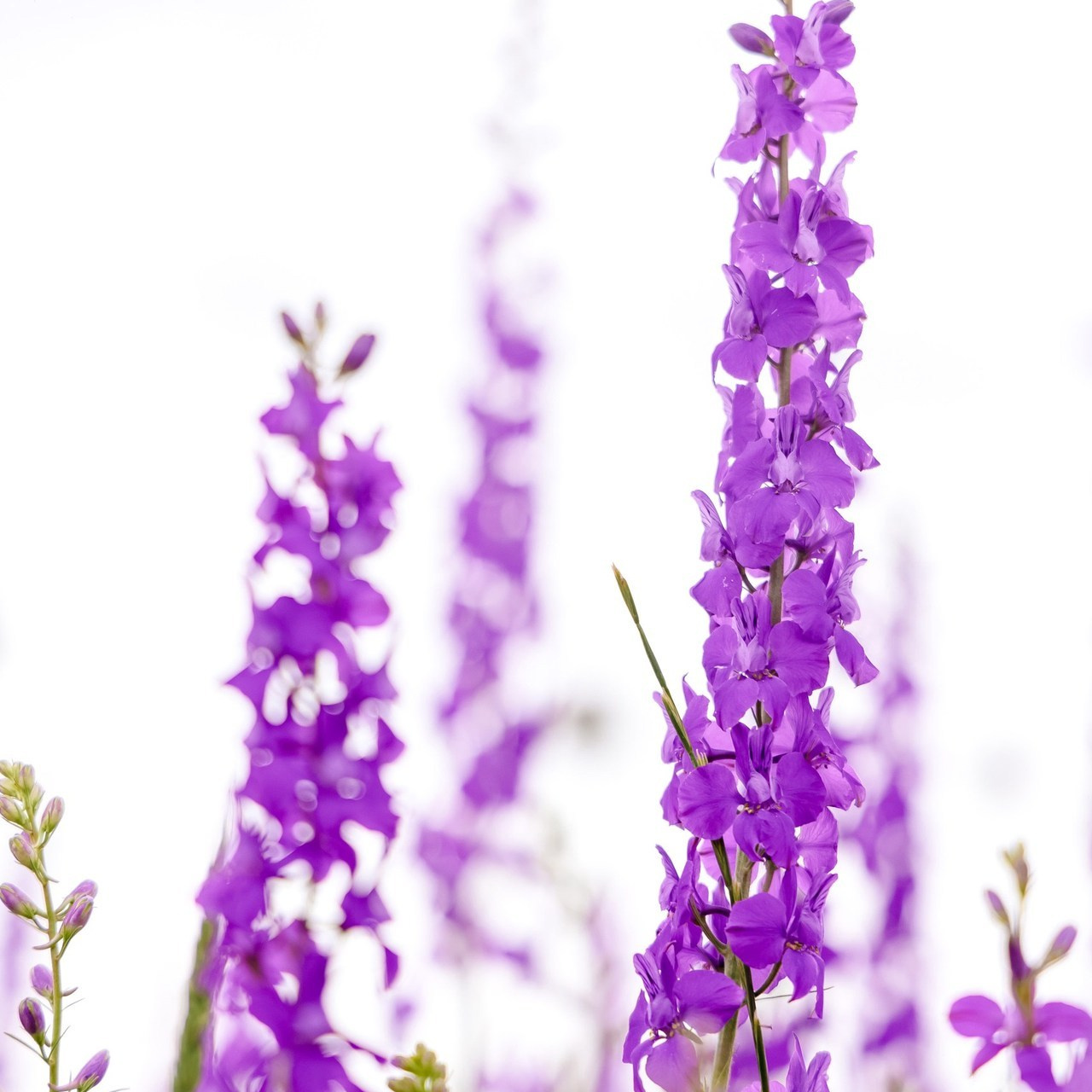 Отзывы. Свадебный и семейный фотограф в Каспийске Алёна Нурмагомедова