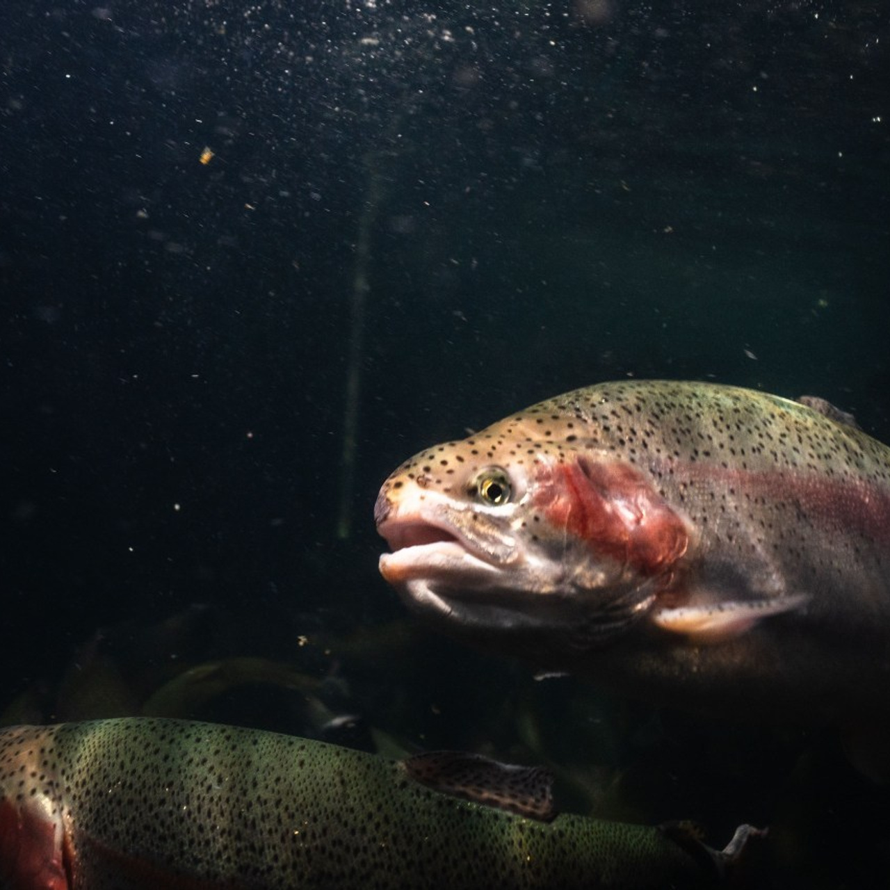 Отзывы. Suvorovaleksey.com фото съемка, видео съемка в Хабаровске и на Дальнем Востоке