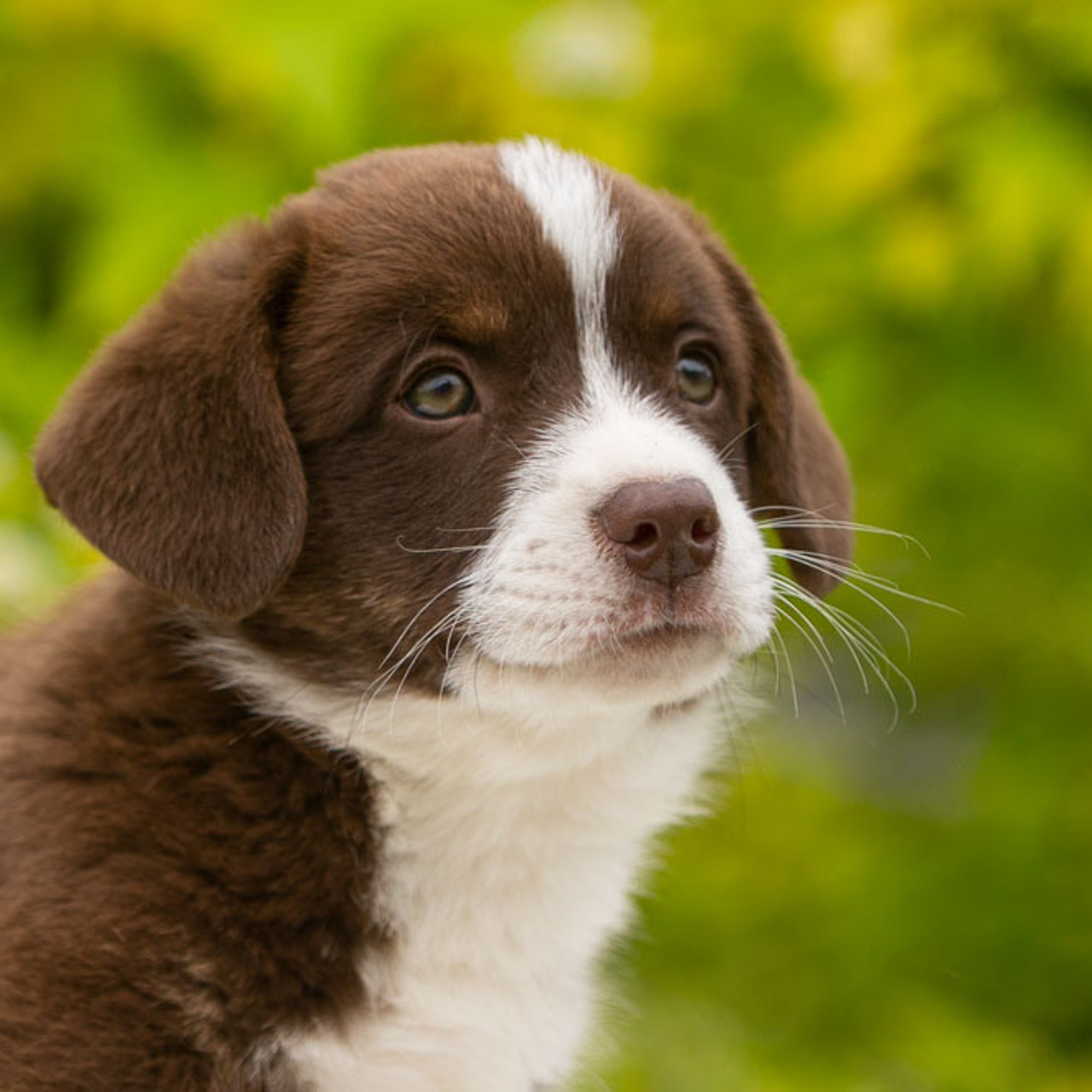 Щенки вельш корги кардиган