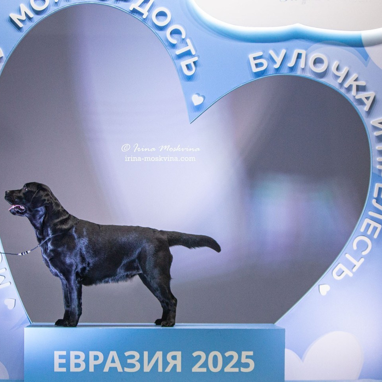 Отзывы. Ирина Москвина | фотограф | Москва