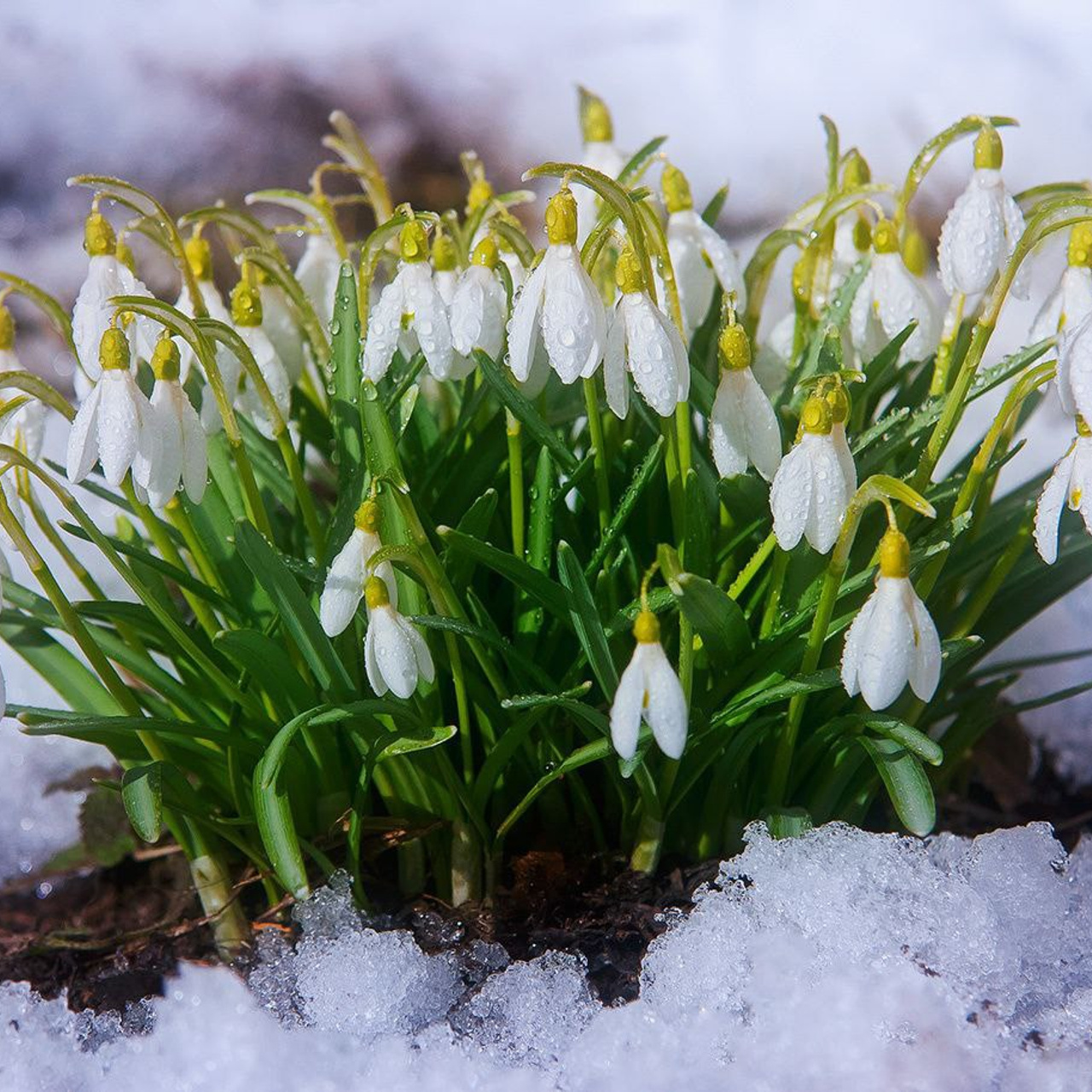 Новости и события Шалово-парк Серебрянные ключи. Оздоровительный комплекс Шалово-парк Серебряные ключи