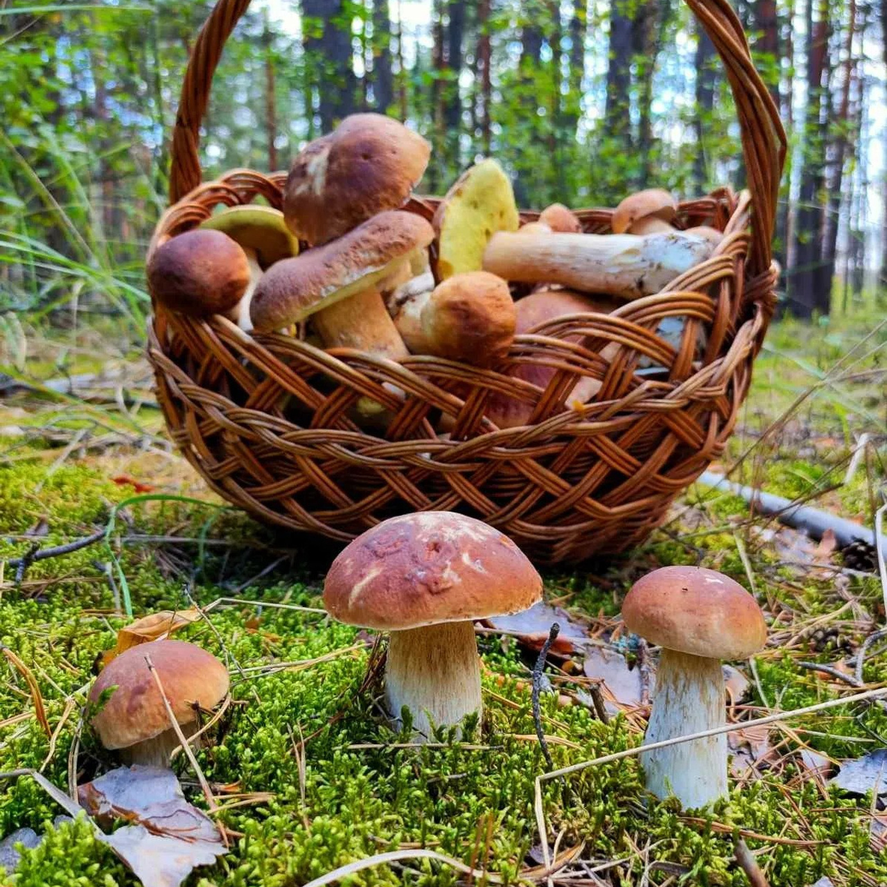 Новости и события Шалово-парк Серебрянные ключи. Оздоровительный комплекс Шалово-парк Серебряные ключи