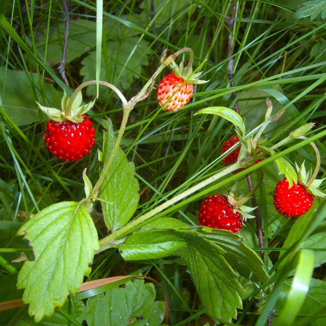 Новости и события Шалово-парк Серебрянные ключи. Оздоровительный комплекс Шалово-парк Серебряные ключи