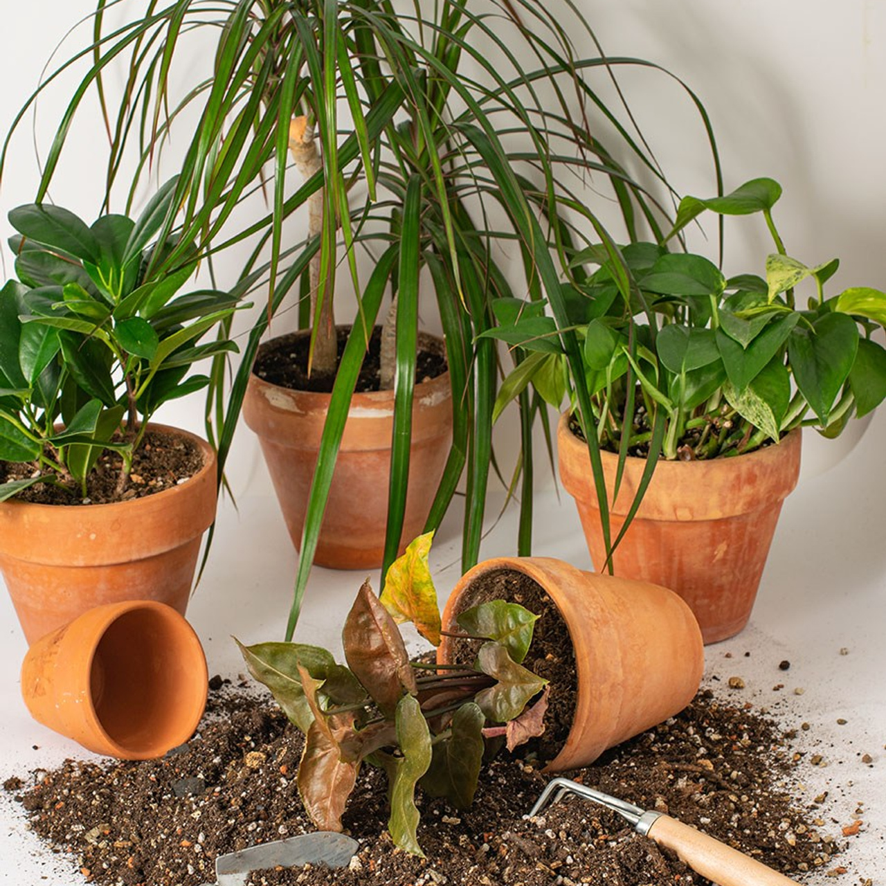 СЪЕМКА ГРУНТА ДЛЯ ДЕКОРАТИВНЫХ РАСТЕНИЙ