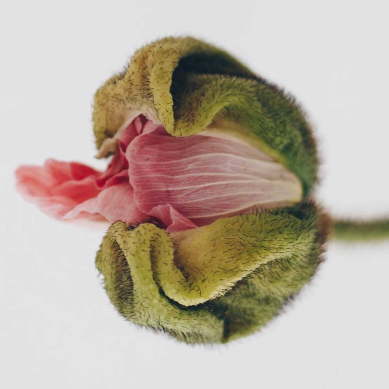 Отзывы. Фотограф в Ставрополе Svetlana Matveeva