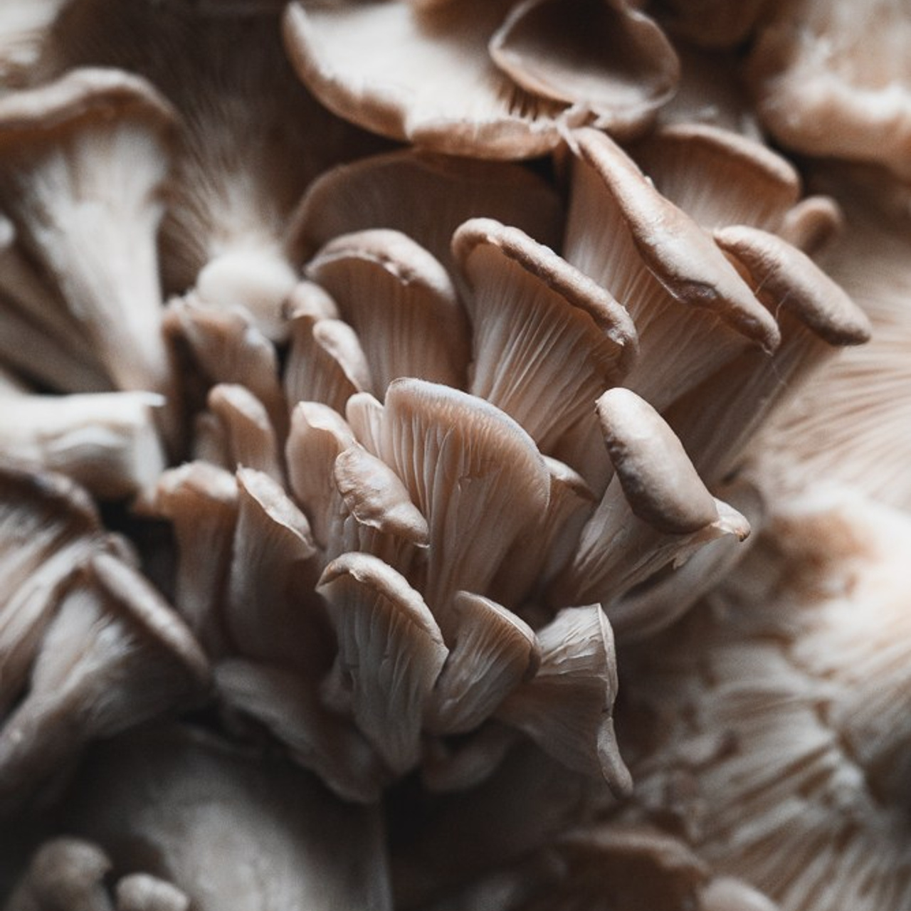 Фотограф в Санкт-Петербурге Анна Гончар