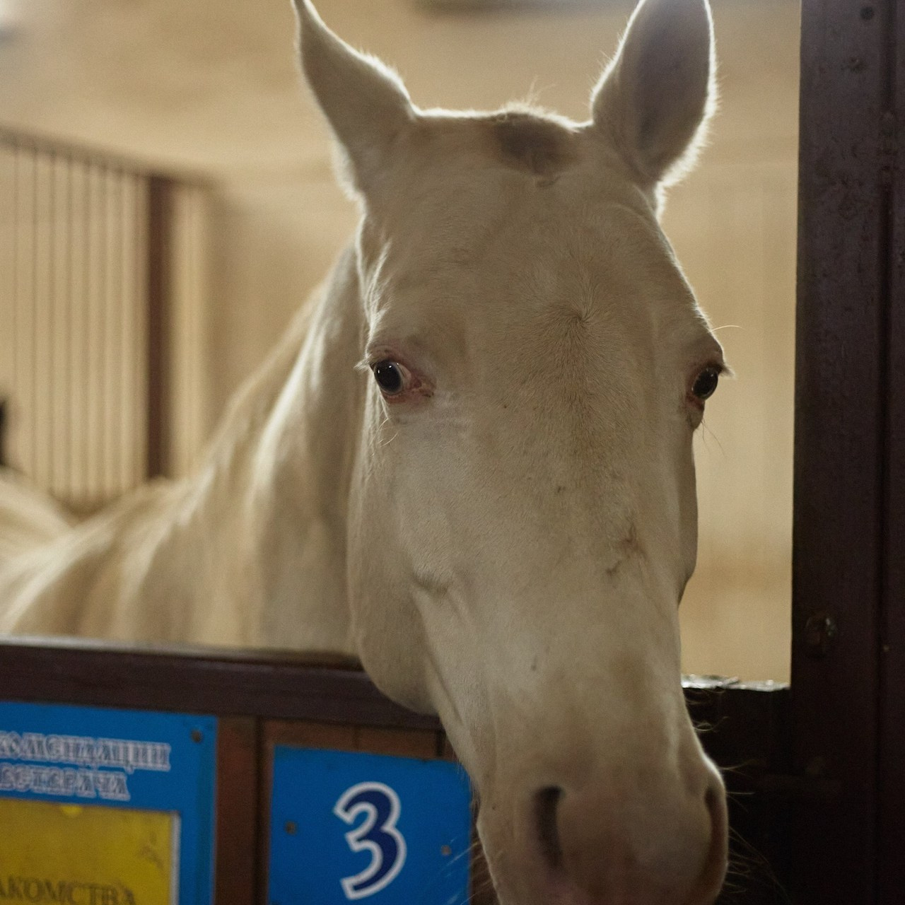 Отзывы. Фотограф Москва. Яков Джафаров