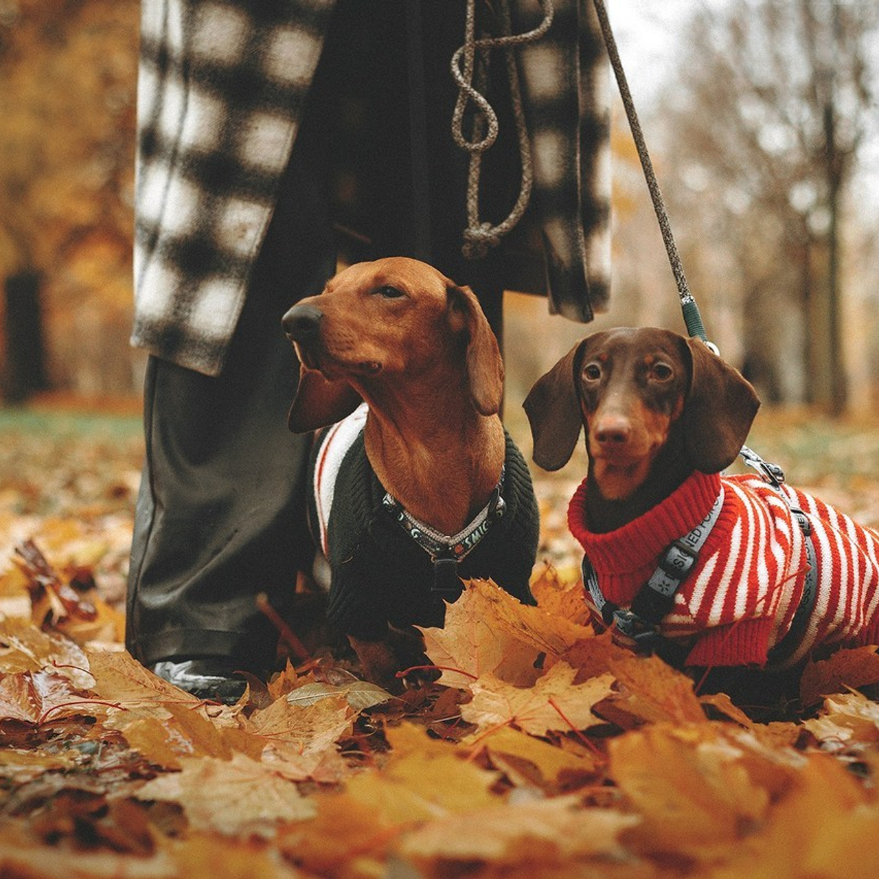 Отзывы. Фотограф-анималист • love-story • Санкт-Петербург