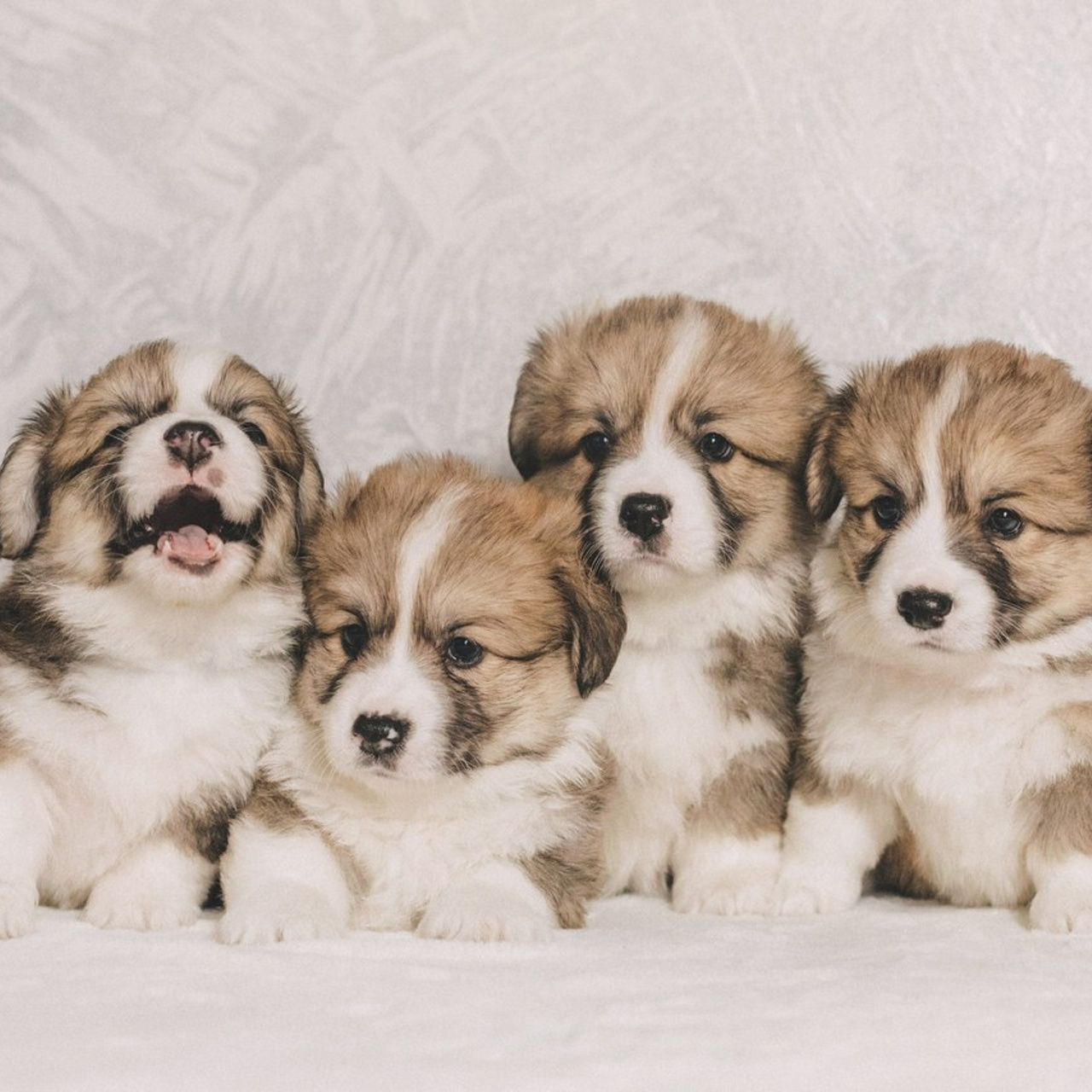 Отзывы. Фотограф-анималист • love-story • Санкт-Петербург