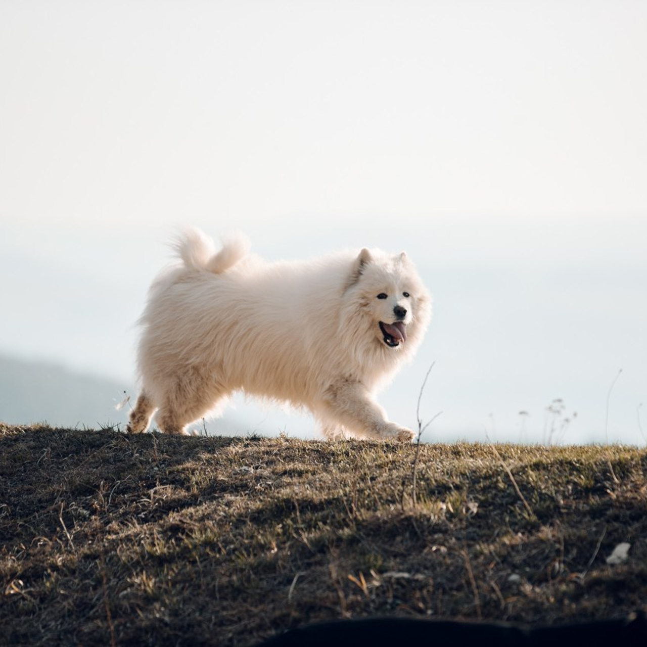 Отзывы. Фотограф Светлана Дмитриева