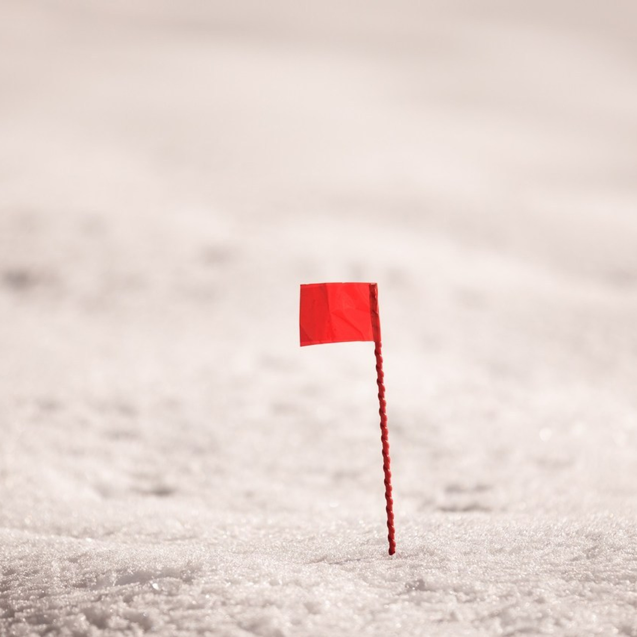 Отзывы. Фотограф Светлана Дмитриева