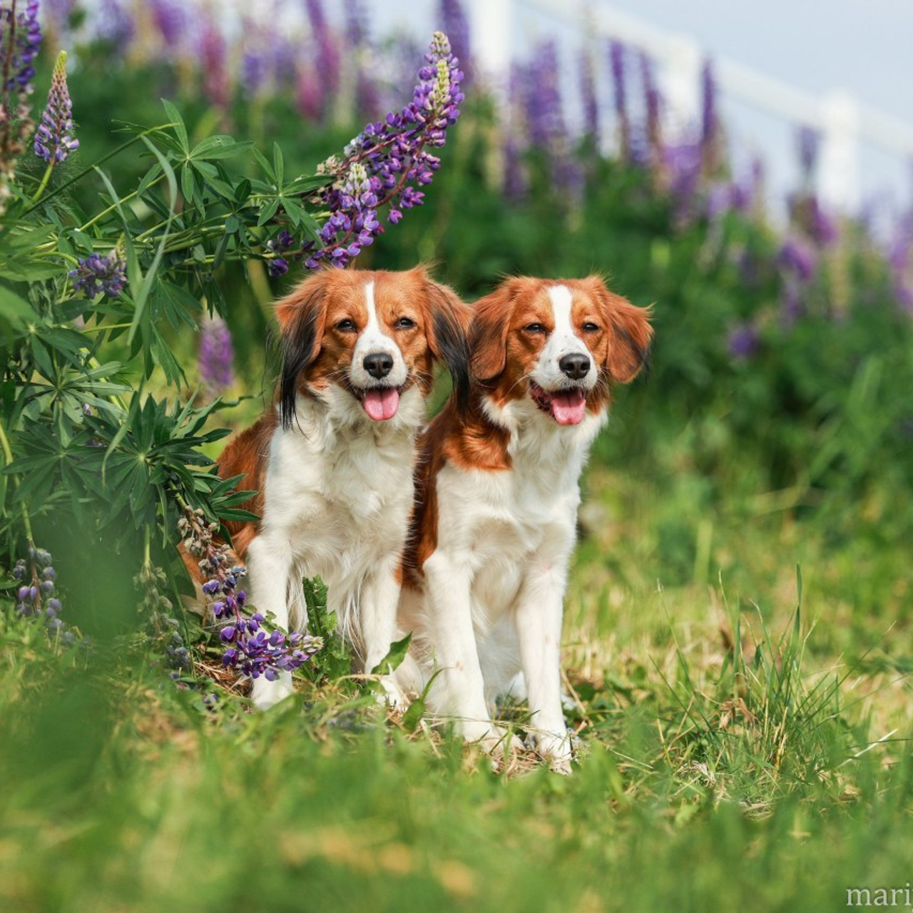 Отзывы. Семейный и детский фотограф в Москве Мария Быкова