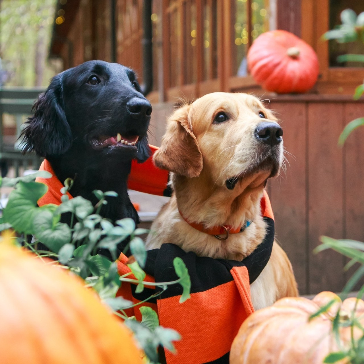 Отзывы. Семейный и детский фотограф в Москве Мария Быкова