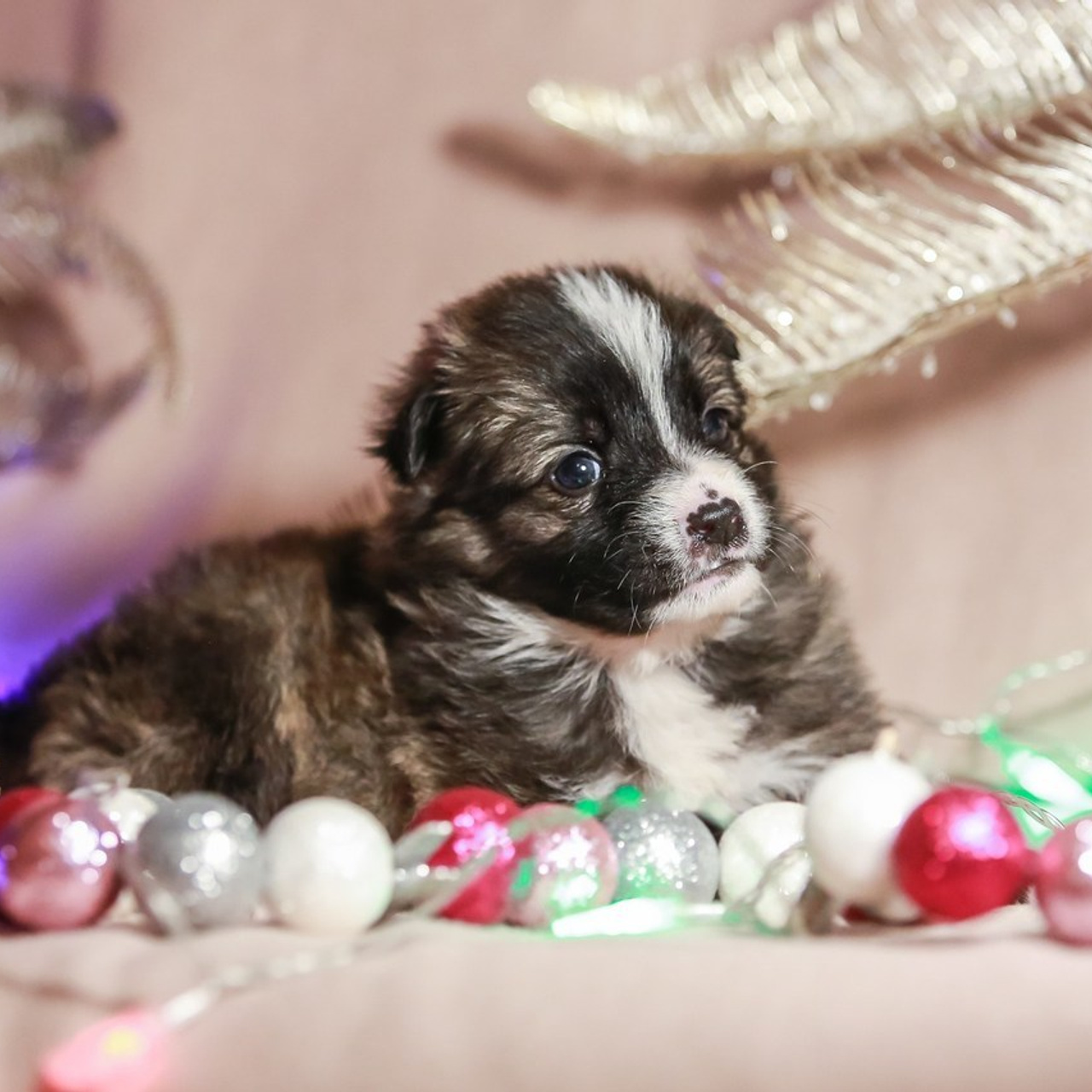 Отзывы. Семейный и детский фотограф в Москве Мария Быкова