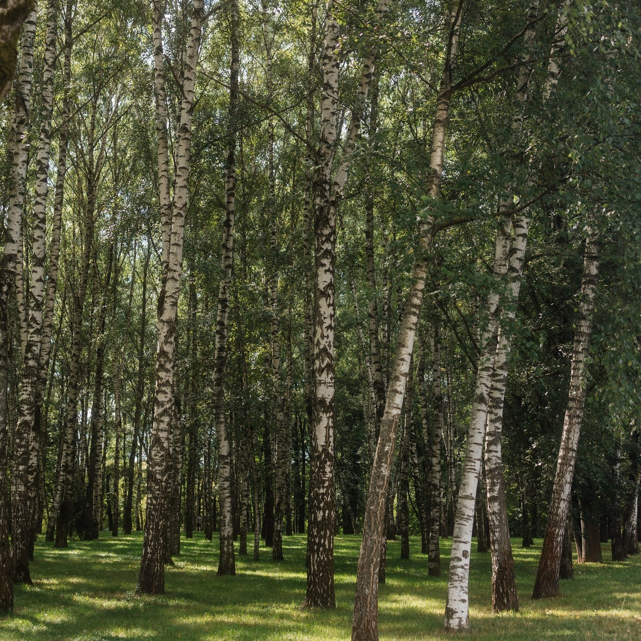 Отзывы. Фотограф в Путилково, Химки, Красногорск Август Гайст