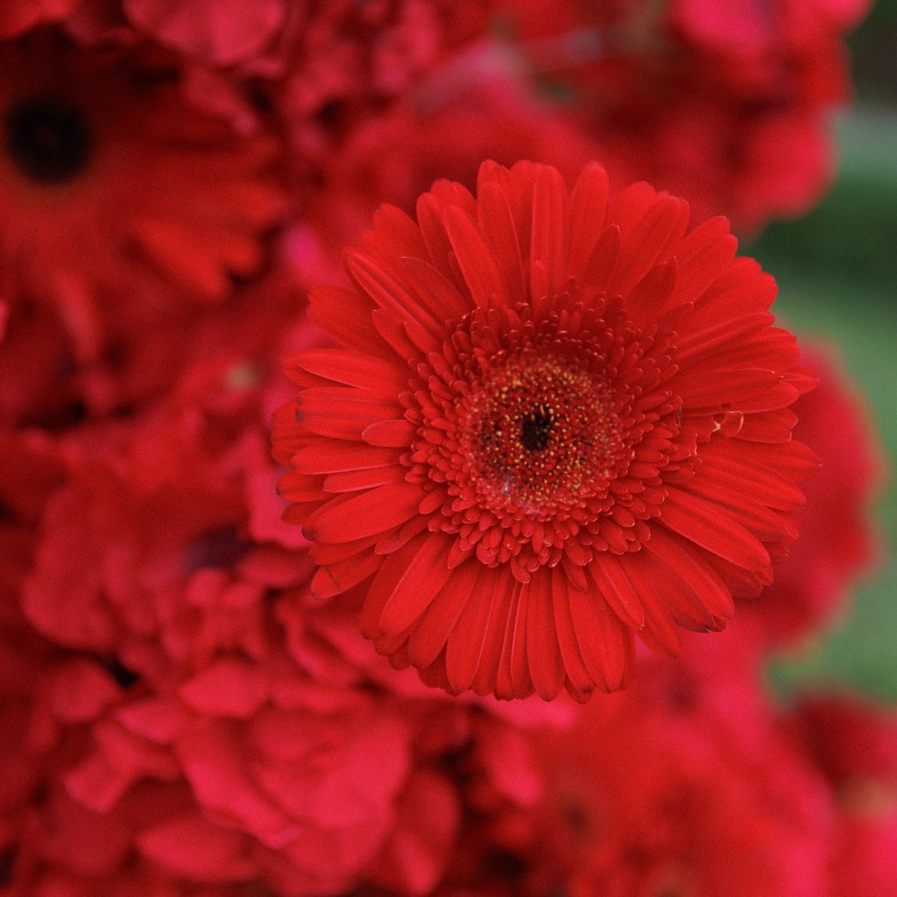 Отзывы. Фотограф Краснодар Юлия Бураченко Свадьбы Репортаж Семейные Индивидуальные съемки