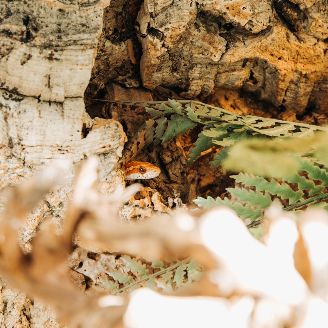 Отзывы. Свадебный и семейный фотограф в Санкт-Петербурге Лолита Евстифеева