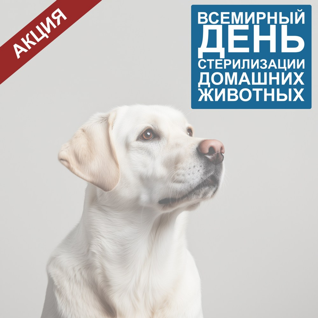 Ветеринарная клиника «Доктор Ай» | Королев