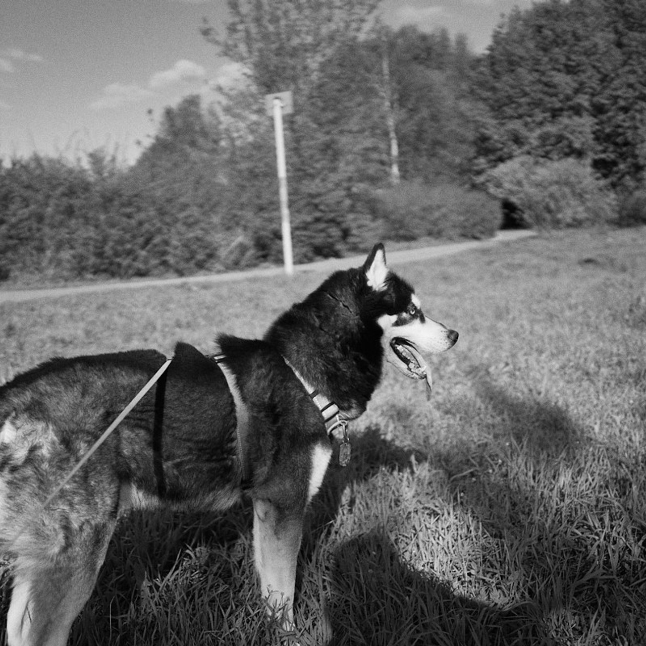 Лена, майские 2025. Иван Кобяков