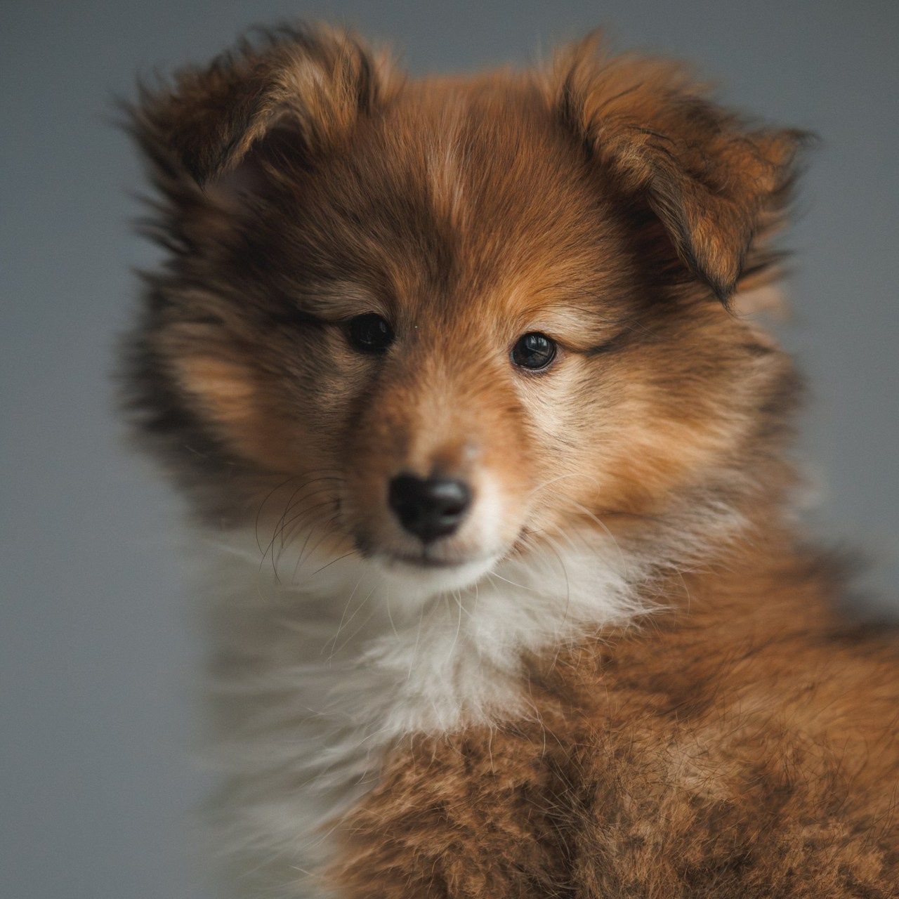 Отзывы. Фотограф в Санкт-Петербурге Алёна Губинская