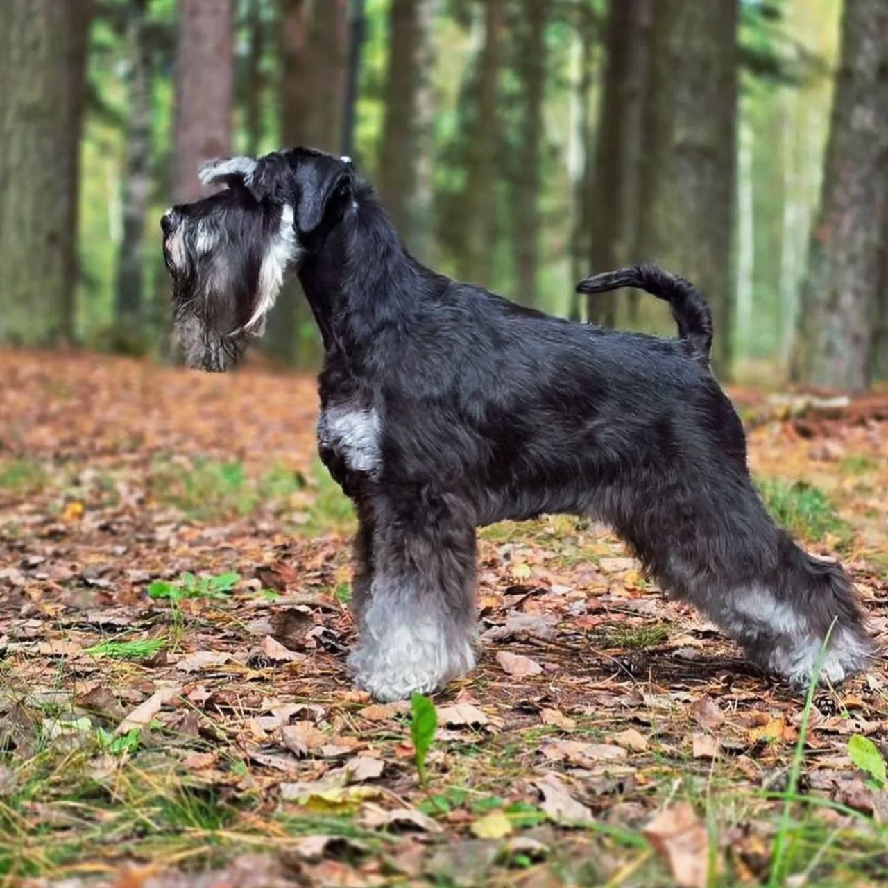 Маро/Delinso Balance Cziriona Morro