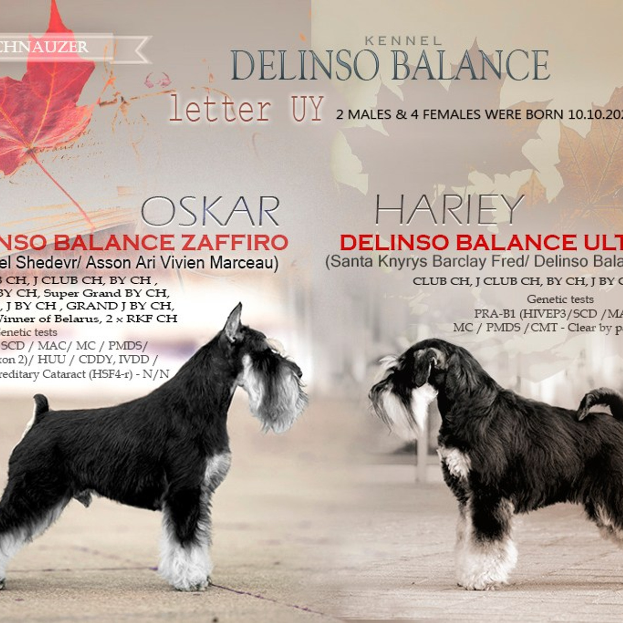 Litter «UY» 10.10.2025