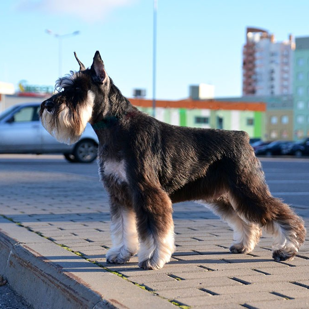 Бетти/ Delinso Balance Anthea