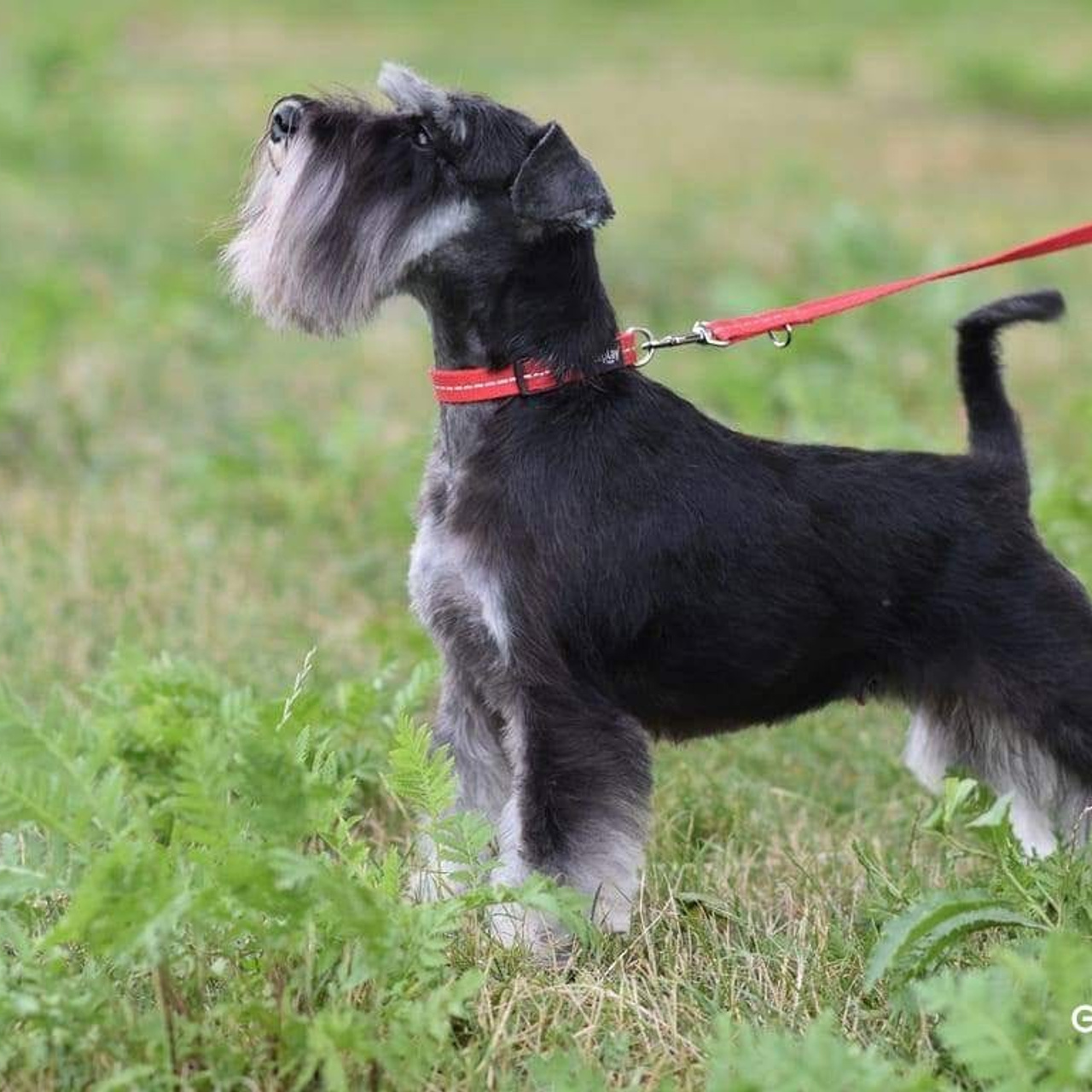 Бекки/ Delinso Balance Brilliance