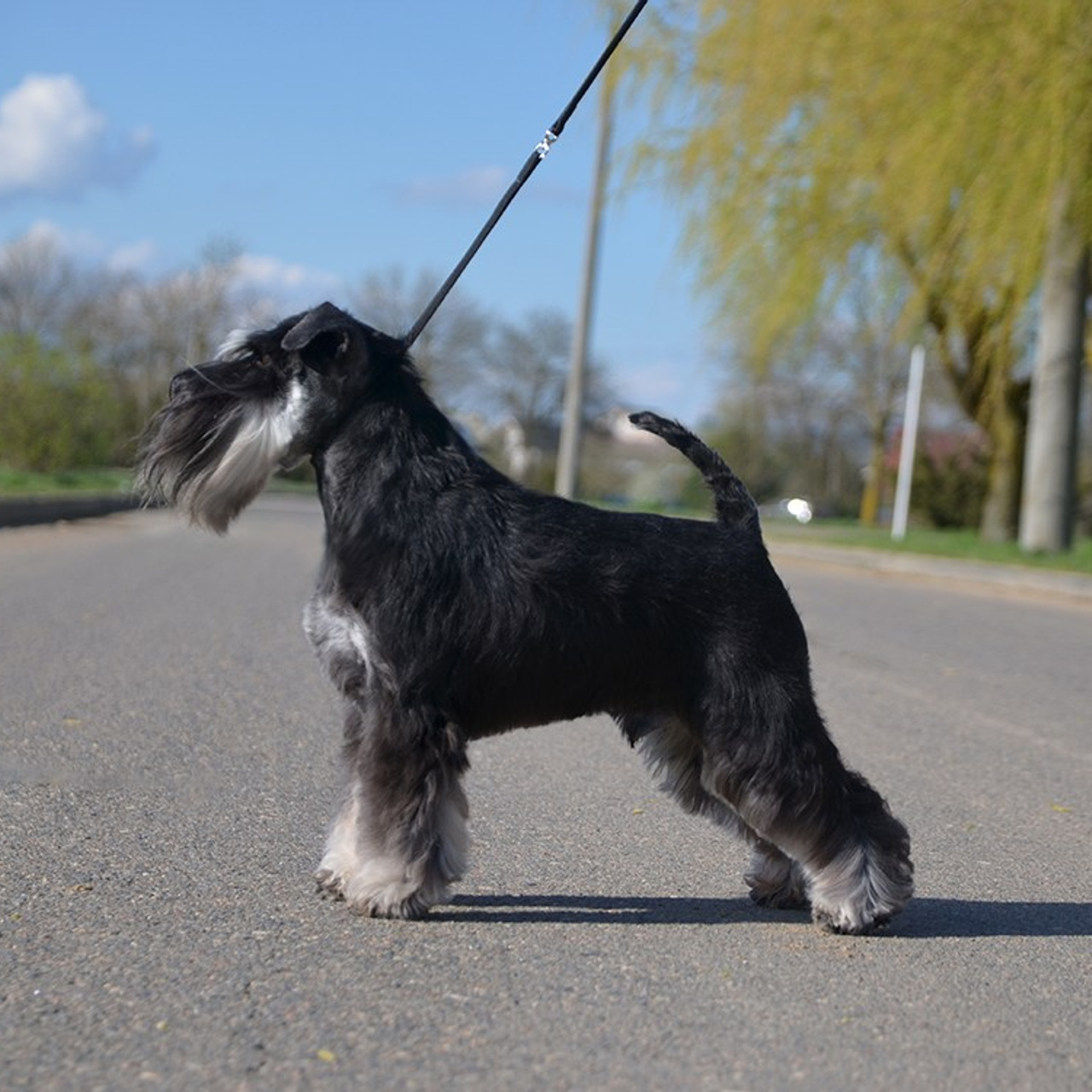 Гелик/ Delinso Balance Enamorado De-Ti