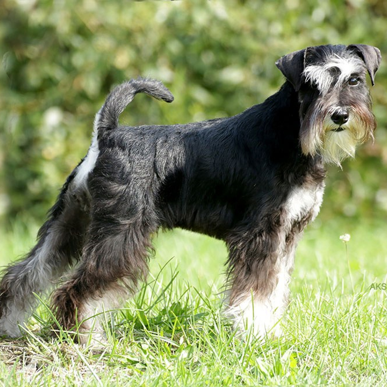 Бугатти/ Delinso Balance Bugatti