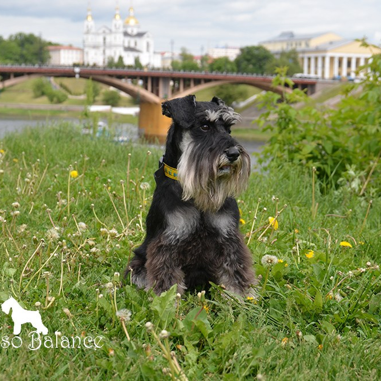 Дукат/Asson Ari Viko Etual