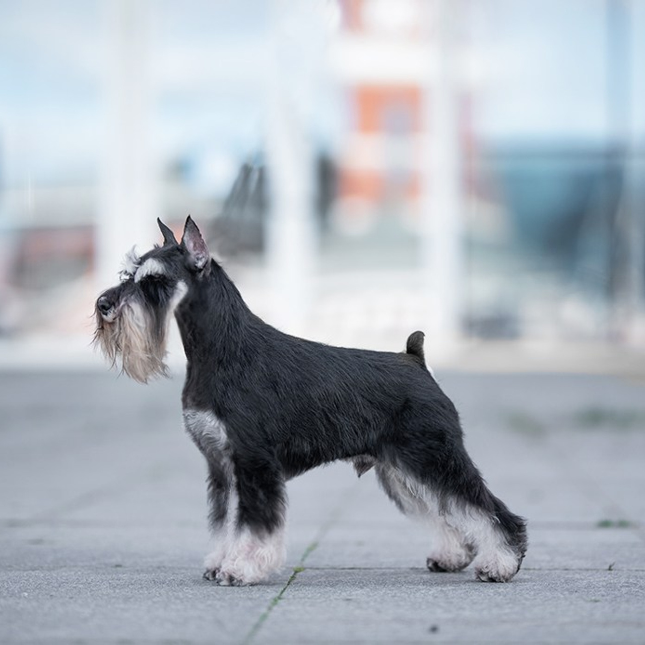 Оскар/Delinso Balance Zaffiro