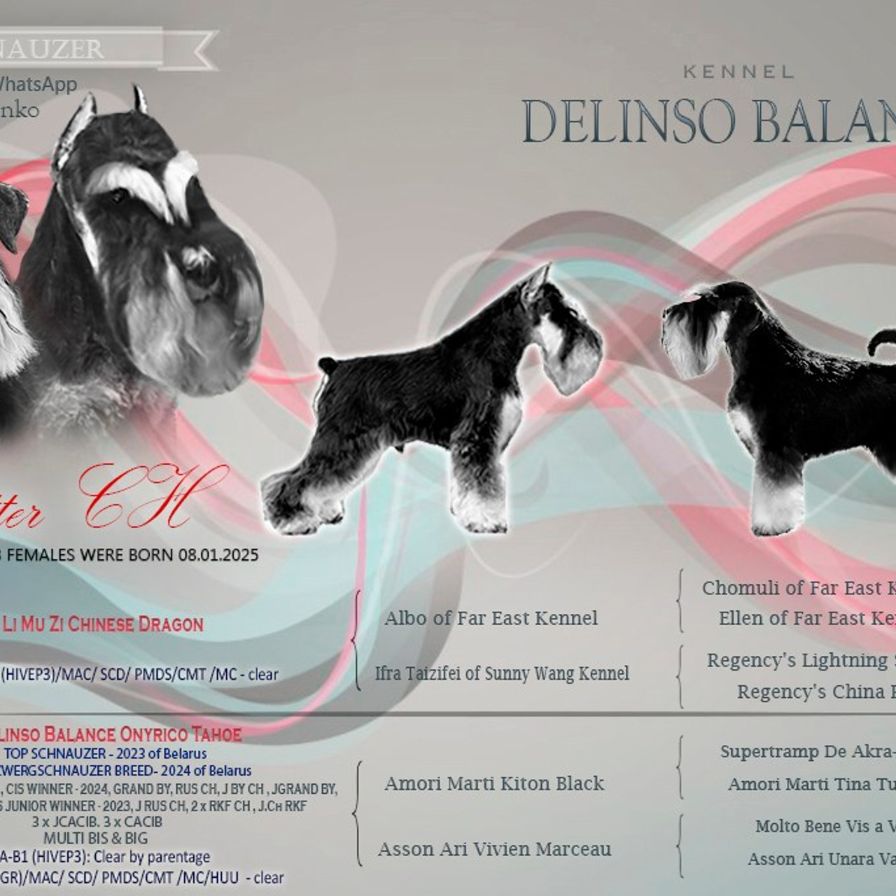 Litter  «CH» 08.01.2025