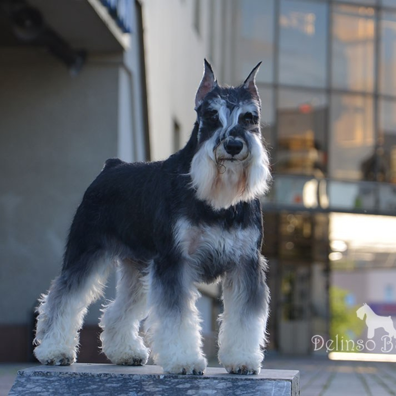 Арчи/Delinso Balance Archibald