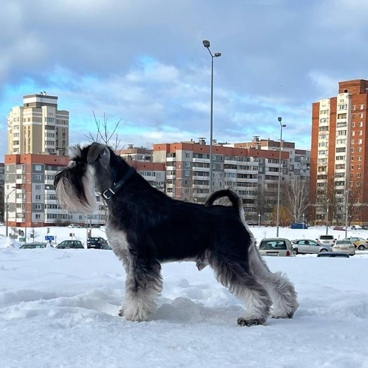 Сема/Delinso Balance Viserion