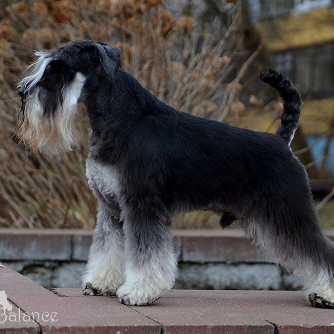 Майбах/Delinso Balance Argyris