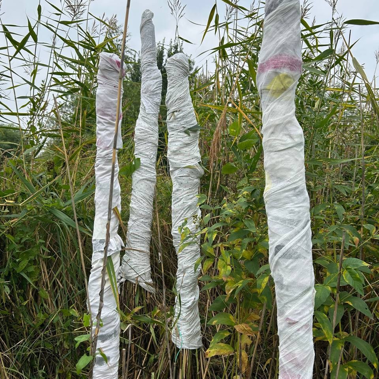 Красненькая биеннале. Санкт-Петербург