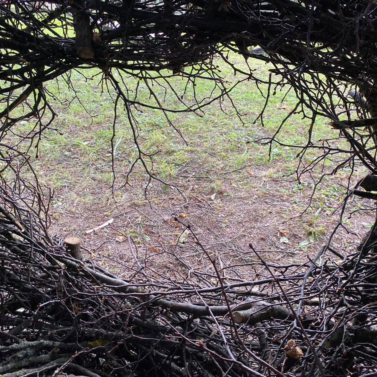 Парк Шиньонов