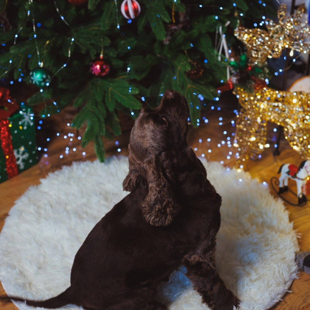 Отзывы. Семейный и детский фотограф в Сухом Логу Ольга Кайгородова