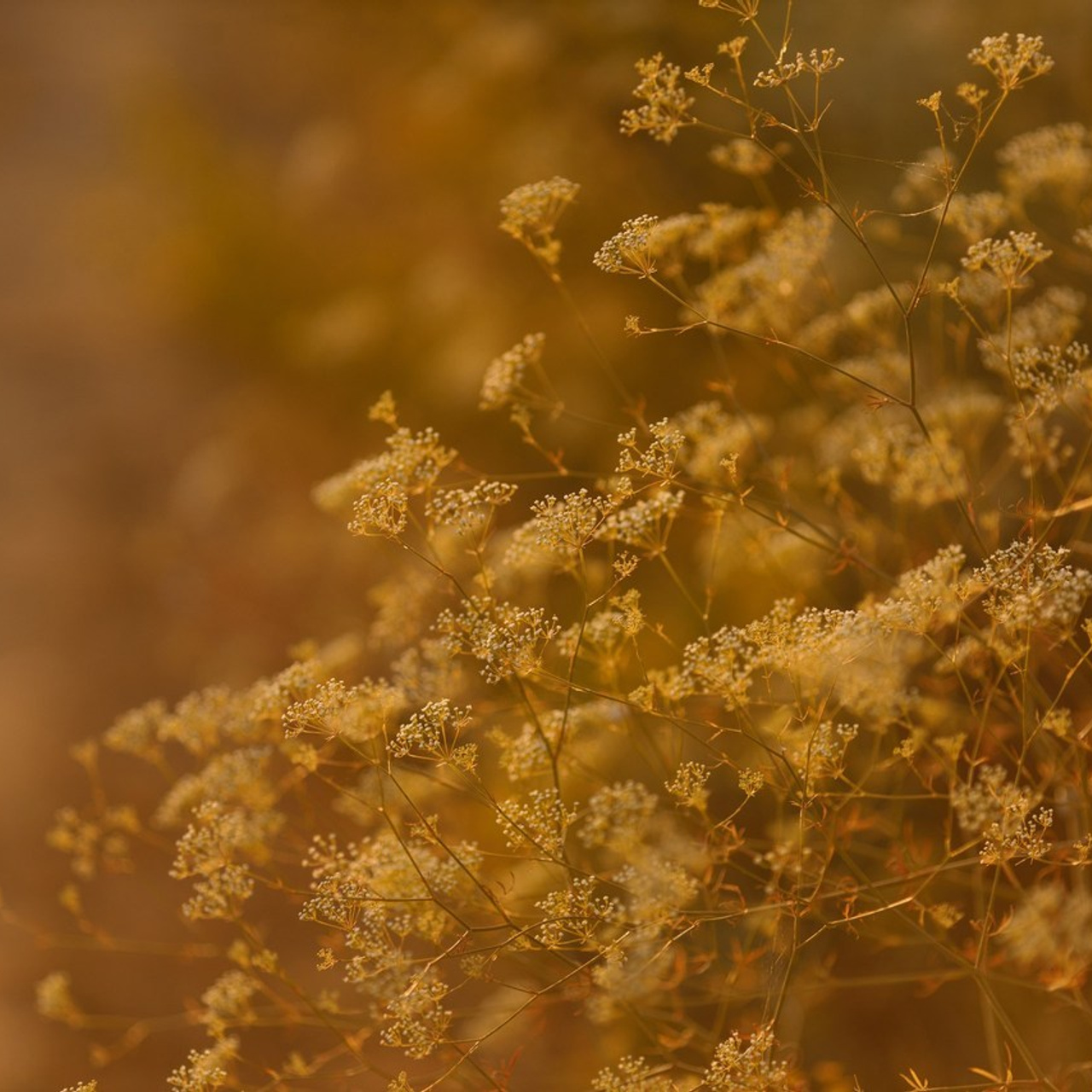 Отзывы. Свадебный и семейный фотограф в Ставрополе Попова Дарья