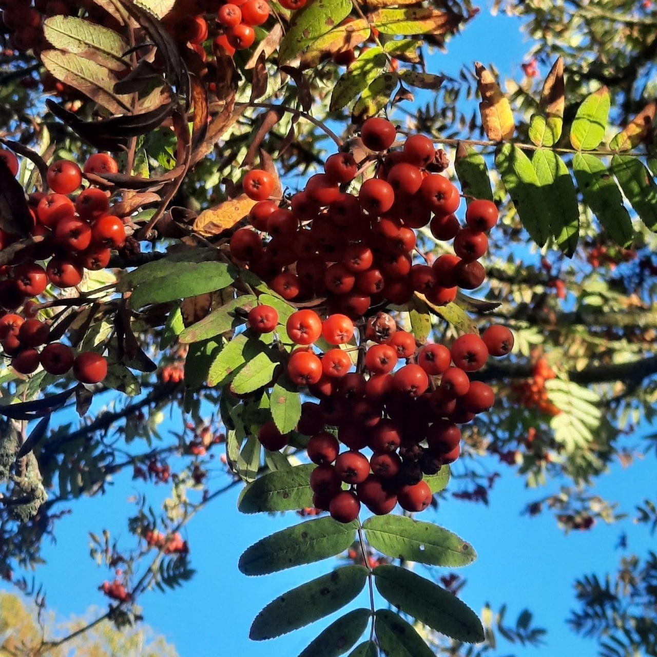 Отзывы. Семейный и детский фотограф в Санкт-Петербурге Баландина Татьяна