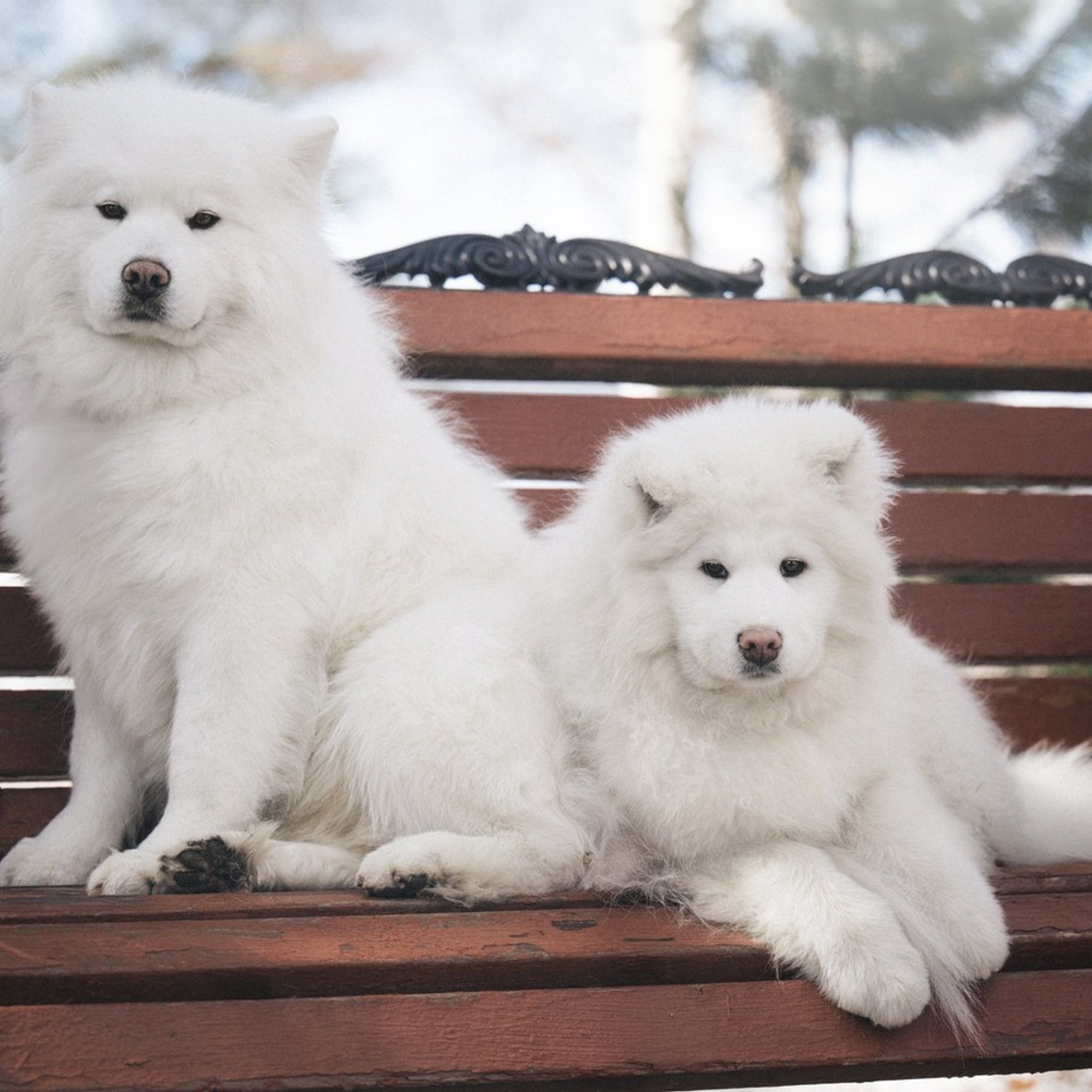 Отзывы. Фотограф — Анималист