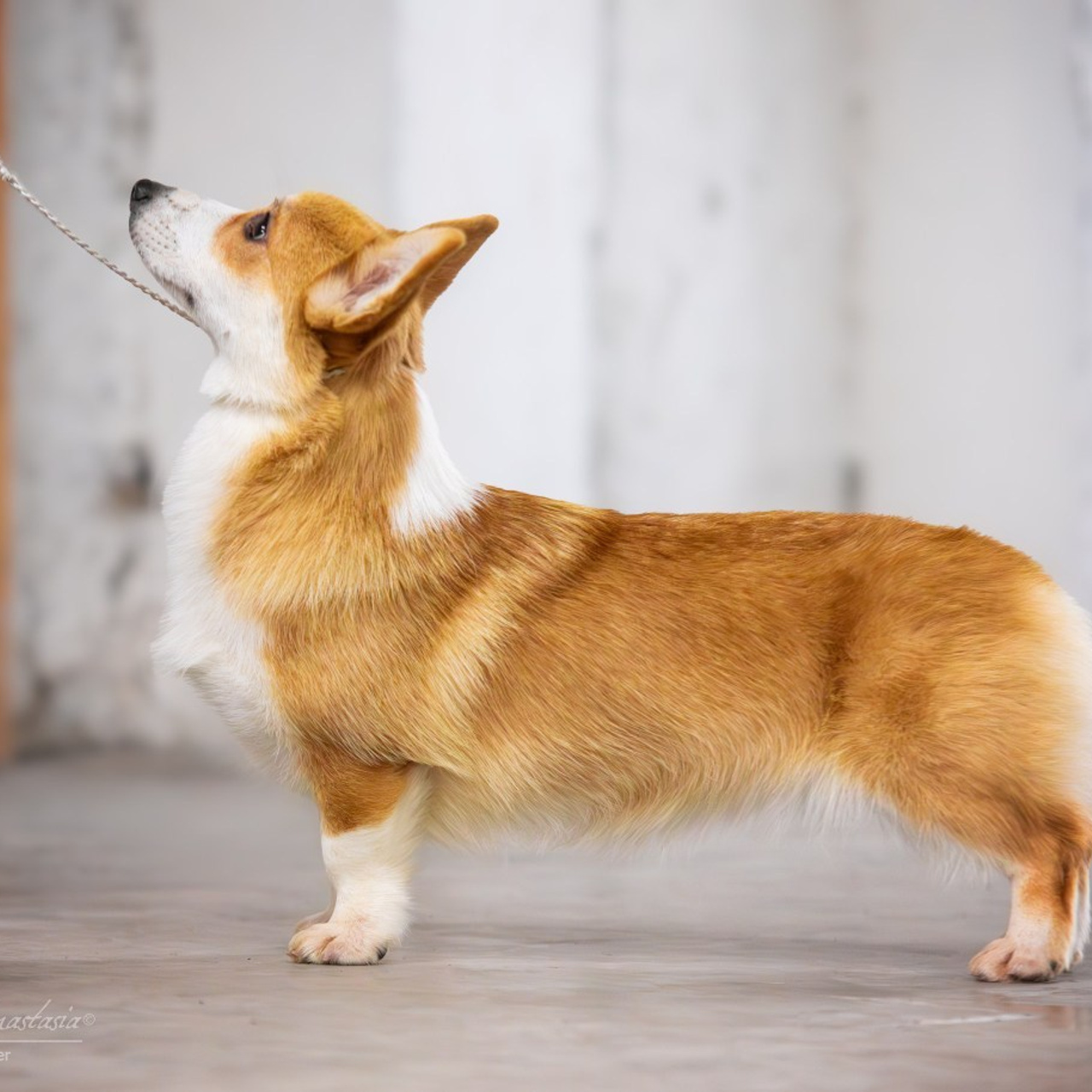 Отзывы. Фотограф — Анималист