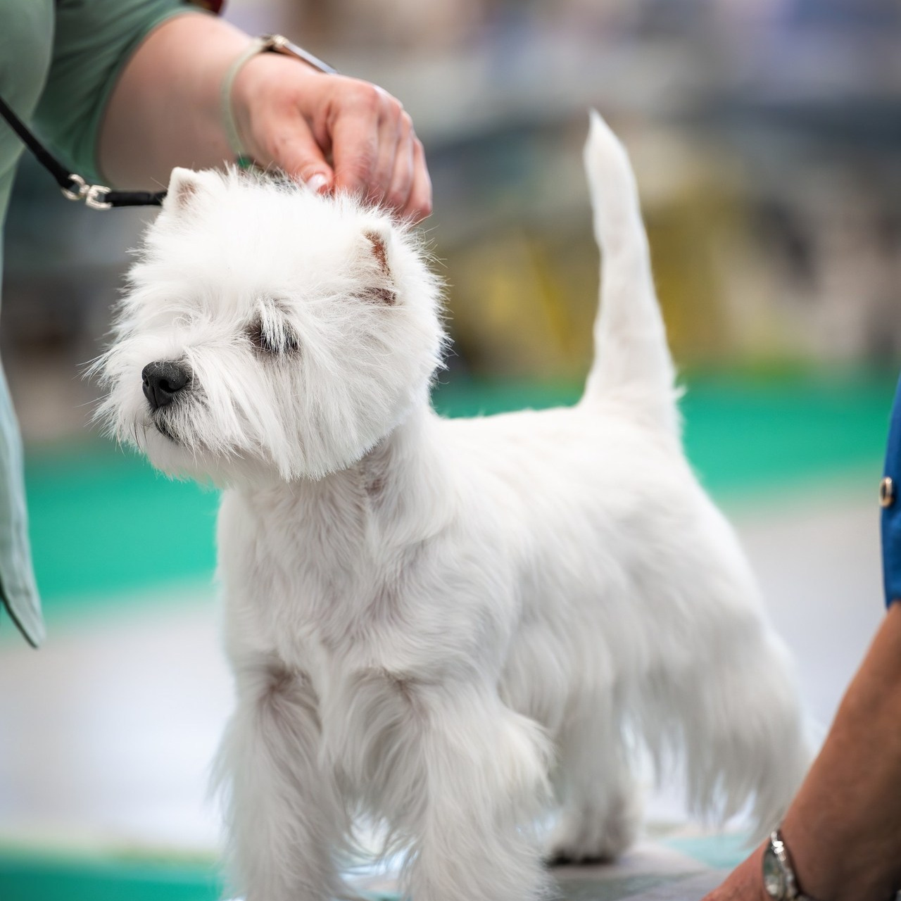 Отзывы. Фотограф — Анималист